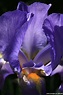 Deutsche Schwertlilie, Iris × germanica, - Euregio im Bild