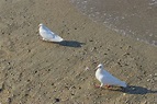 White doves on the sea stock photo. Image of summer, dove - 97237786