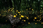 Fireflies in the Great Smoky Mountains Light Up At Once—Here's How to ...