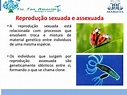 Reprodução Assexuada e Sexuada - 2º ano(Marista) | Tio Ton Biologia