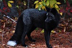 Black Fox Wallpapers - Top Free Black Fox Backgrounds - WallpaperAccess