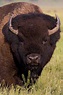 Pin by Jimmy Childers on American Bison | American bison, Buffalo ...