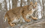 Gato montés o Felis silvestris: características, alimentación y ...