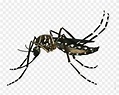 Banner Freeuse Download Png Image - Mosquito Aedes Aegypti Png ...