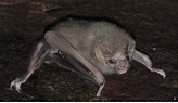 How we discovered the vampire bats that have learned to drink human ...