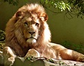 Free photo: Close-up Portrait of Lion - Animal, Wildlife, Wild animal ...