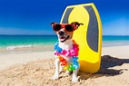 14 Adorable Dogs Living and Loving the Hawaiʻi Life - Hawaii Magazine