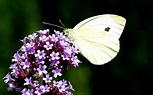 Significado de la Mariposa Blanca | Simbolismos (2023)