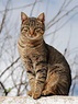 Felis catus - Wikispecies