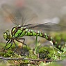 Libelle grün Foto & Bild | tiere, wildlife, libellen Bilder auf ...