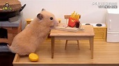 影／萌翻！主人特製「鼠鼠」迷你速食餐 鼠：打包帶回家 | 寵物 | 三立新聞網 SETN.COM