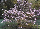 Magnolia 'Ricki' - Ricki magnolia | The Dawes Arboretum