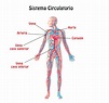 Resumen del Sistema Circulatorio: órganos, características, función ...