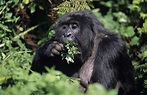 Los gorilas mantienen su 'peso ideal' | RTVE.es