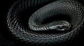 Black Mamba Snake Wallpapers - Top Free Black Mamba Snake Backgrounds ...