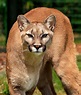 Felinos: jaguar y puma - Animalbank ¡Contribuye a su conservación!