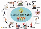 Human Life Cycle (1) - 7 E S L