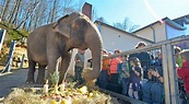 Zoo Neunkirchen: Eins ist sicher: Elefantenhaltung bleibt