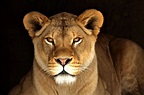 Lioness | Female lion, Animals beautiful, Lioness