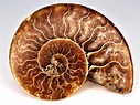 ammonite fossil – Supersilly Traveller