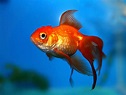 How to Care for Goldfish | PetHelpful