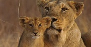 India's Wandering Lions | About | Nature | PBS