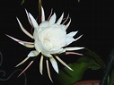 Epiphyllum oxypetalum | Jardin exotique, Fleur de lune, Image fleur