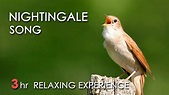 BEST NIGHTINGALE SONG - 3 Hours REALTIME Nightingale Singing, NO LOOP ...