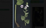 5 herbarios virtuales: flora mediterránea - Notas Naturales
