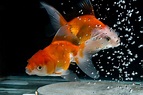 Goldfish: Characteristics, habitats, types and more...