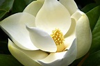 Características da Magnólia Branca (Magnólia grandiflora) - PlantaSonya ...