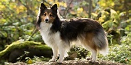 Perro pastor de Shetland - Wiki - Mascotas adopción