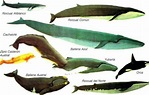 Cómo es la ballena | Características de las ballenas