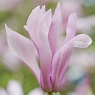 Magnolia Ricki - GardenExpert.ro