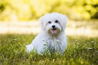Malteser Hund Steckbrief | Charakter, Pflege & Haltung