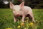 8 Surprising Facts About Pigs