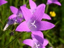 Glockenblumengewächse, Campanulaceae, Glockenblume, Campanula