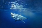 Shark Facts: Habitat, Behavior, Diet | Shark pictures, Great white ...