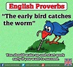 English proverbs - The early bird catches the worm | English proverbs ...