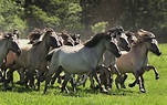Dülmener Wildpferde Foto & Bild | tiere, wildlife, säugetiere Bilder ...