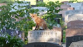 Fox in Mount Royal Cemetery / Renard dans le Cimetière Mont-Royal ...
