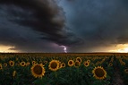 Splendid Summer Severe Storm at Sunset with Sunflowers - Denver, CO [OC ...