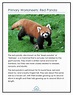 Primary Worksheets: Red Panda – Mr Greg’s English Cloud