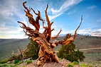 Matusalén, el árbol más viejo del mundo que tiene más de 4.847 años ...