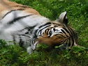 The tiger sleeps tonight by EternalOcean on DeviantArt