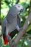 Papagaio do congo; African gray parrot (Psittacus erithacus ...