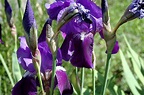 Deutsche Schwertlilie - Iris germanica - AWL.ch