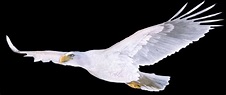 White Eagle Photo, Beautiful White Eagle, #30217