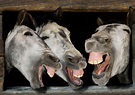 Laughing animals - Mirror Online
