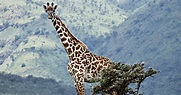 Evolution’s Tall Tale — The Giraffe Neck | Evolution News